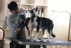 杀狗视频,人性与道德的拷问